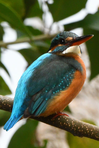 トリミング 2020/11月 SIGMA150-600C+D500 600mm F8 ss1/400 ISO1800