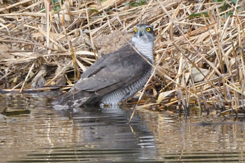 トリミング 2020/11月 SIGMA150-600C+D500 600mm F8 ss1/1250 ISO2000 AF-C 25点