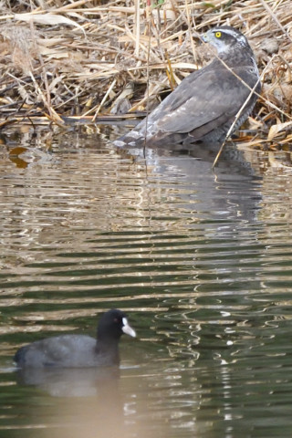 トリミング 2020/11月 SIGMA150-600C+D500 600mm F8 ss1/1250 ISO2500 AF-C 25点