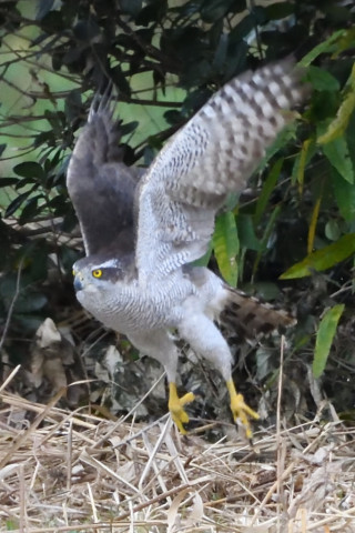 トリミング 2020/11月 SIGMA150-600C+D500 600mm F8 ss1/1250 ISO4500 AF-C 25点