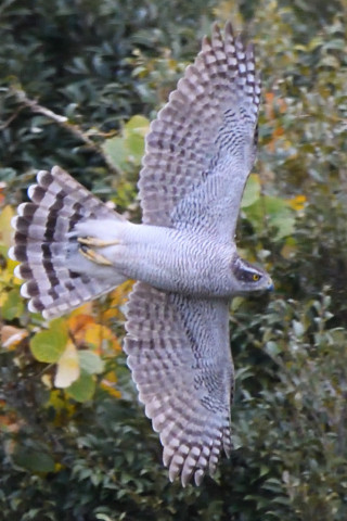 トリミング 2020/11月 SIGMA150-600C+D500 600mm F8 ss1/1250 ISO2500 AF-C 25点