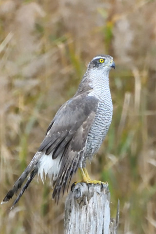 トリミング 2020/11月 SIGMA150-600C+D500 600mm F8 ss1/1250 ISO4000