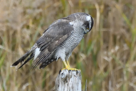 トリミング 2020/11月 SIGMA150-600C+D500 600mm F8 ss1/1250 ISO3600