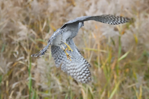 トリミング 2020/11月 SIGMA150-600C+D500 600mm F8 ss1/1250 ISO3600 AF-C 25点