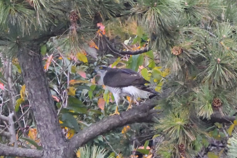 トリミング 2020/11月 SIGMA150-600C+D500 600mm F8 ss1/1250 ISO6400