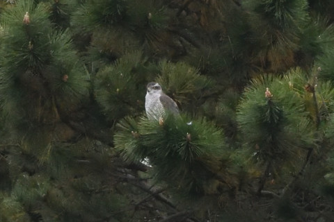 トリミング 2020/11月 SIGMA150-600C+D500 600mm F8 ss1/1250 ISO6400