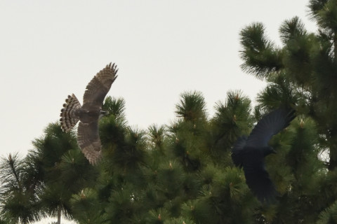 トリミング 2020/11月 SIGMA150-600C+D500 600mm F8 ss1/1250 ISO6400 AF-C 25点