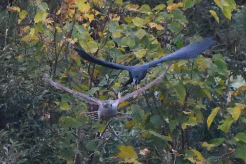 トリミング 2020/11月 SIGMA150-600C+D500 600mm F8 ss1/1250 ISO6400 AF-C 25点