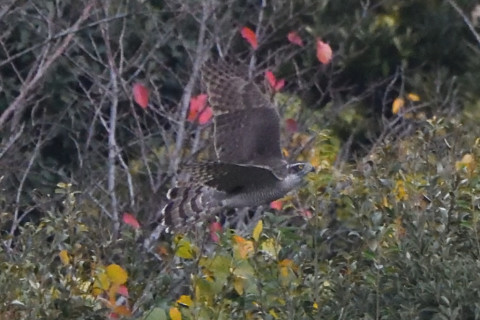 トリミング 2020/11月 SIGMA150-600C+D500 600mm F8 ss1/1250 ISO6400 AF-C 25点