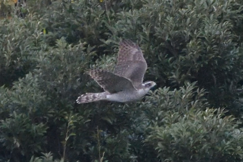 トリミング 2020/11月 SIGMA150-600C+D500 600mm F8 ss1/1250 ISO6400 AF-C 25点