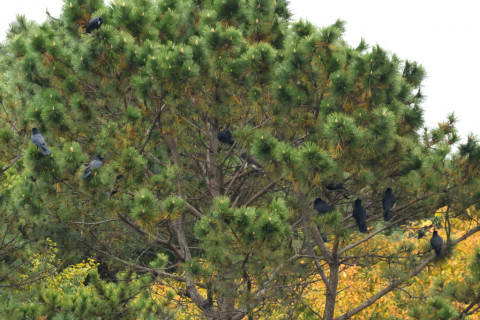 トリミング 2020/11月 SIGMA150-600C+D500 600mm F8 ss1/100 ISO5000