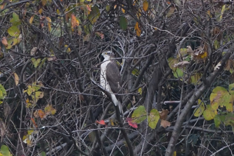 トリミング 2020/12月 SIGMA150-600C+D500 600mm F8 ss1/1250 ISO1800 AF-C 25点