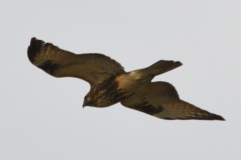 トリミング 2020/12月 SIGMA150-600C+D500 600mm F8 ss1/1250 ISO220 AF-C 25点