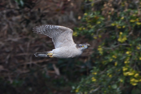 トリミング 2020/12月 SIGMA150-600C+D500 600mm F8 ss1/1250 ISO800 AF-C 25点