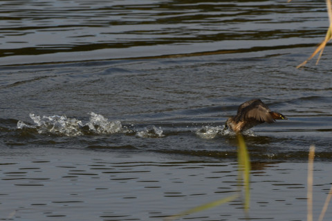 トリミング 2020/12月 SIGMA150-600C+D500 600mm F8 ss1/1250 ISO500 AF-C 25点