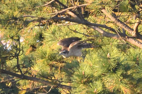 トリミング 2020/12月 SIGMA150-600C+D500 600mm F8 ss1/1250 ISO4000 AF-C 25点