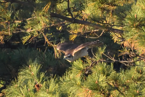 トリミング 2020/12月 SIGMA150-600C+D500 600mm F8 ss1/1250 ISO3600 AF-C 25点