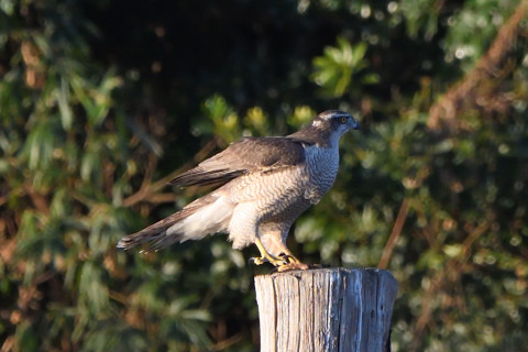トリミング 2020/12月 SIGMA150-600C+D500 600mm F8 ss1/1250 ISO1400