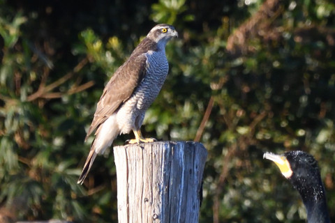 トリミング 2020/12月 SIGMA150-600C+D500 600mm F8 ss1/1250 ISO2000
