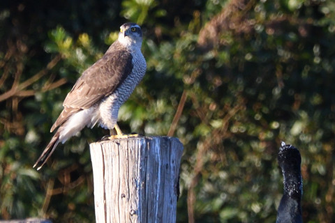 トリミング 2020/12月 SIGMA150-600C+D500 600mm F8 ss1/1250 ISO1100