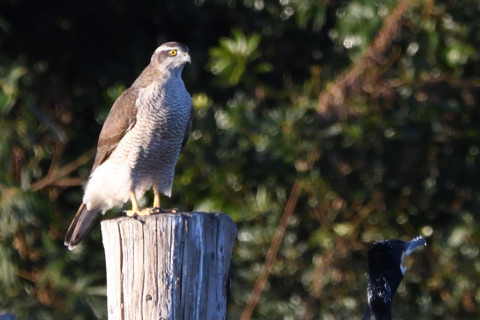 トリミング 2020/12月 SIGMA150-600C+D500 600mm F8 ss1/1250 ISO2000