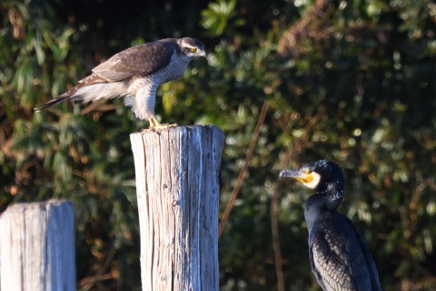 トリミング 2020/12月 SIGMA150-600C+D500 600mm F8 ss1/1250 ISO2200
