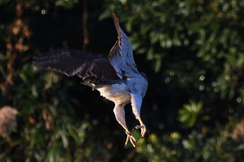トリミング 2020/12月 SIGMA150-600C+D500 600mm F8 ss1/1250 ISO1400 AF-C 25点