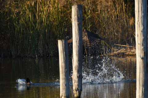 トリミング 2020/12月 SIGMA150-600C+D500 600mm F8 ss1/1250 ISO1100 AF-C 25点
