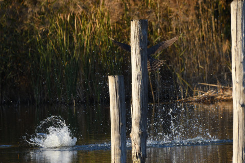 トリミング 2020/12月 SIGMA150-600C+D500 600mm F8 ss1/1250 ISO1100 AF-C 25点