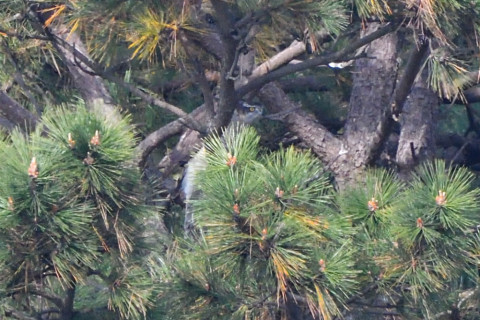 トリミング 2020/12月 SIGMA150-600C+D500 600mm F8 ss1/1250 ISO1800