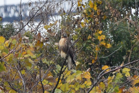トリミング 2020/12月 SIGMA150-600C+D500 600mm F8 ss1/640 ISO1800