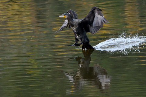 トリミング 2020/12月 SIGMA150-600C+D500 600mm F8 ss1/1000 ISO4000 AF-C 25点