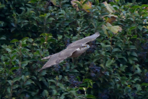 トリミング 2020/12月 SIGMA150-600C+D500 600mm F8 ss1/1000 ISO4000 AF-C 25点