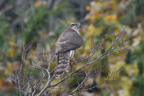 トリミング 2020/12月 SIGMA150-600C+D500 600mm F8 ss1/400 ISO2500
