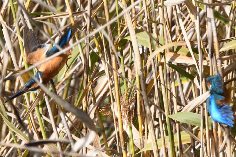 トリミング 2020/12月 SIGMA150-600C+D500 600mm F8 ss1/800 ISO720 AF-C 25点