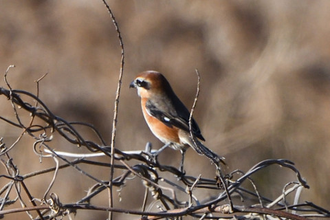 トリミング 2020/12月 SIGMA150-600C+D500 600mm F8 ss1/1250 ISO560