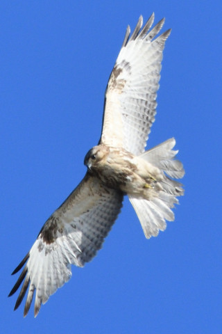 トリミング 2020/12月 SIGMA150-600C+D500 600mm F8 ss1/1250 ISO500 AF-C 25点