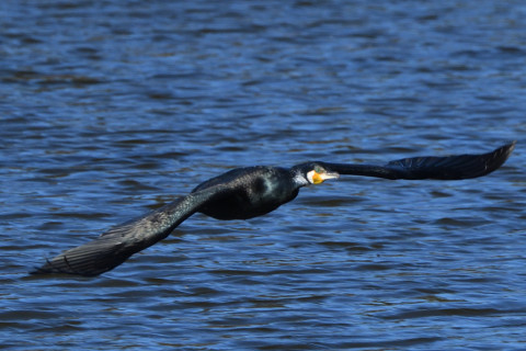 トリミング 2020/12月 SIGMA150-600C+D500 600mm F8 ss1/1250 ISO640 AF-C 25点