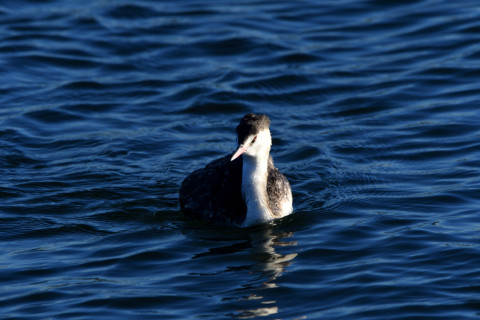 トリミング 2020/12月 SIGMA150-600C+D500 600mm F8 ss1/250 ISO100