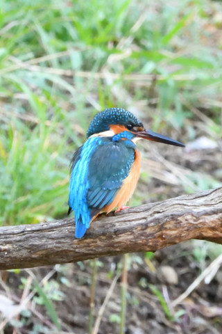 トリミング 2020/12月 SIGMA150-600C+D500 600mm F8 ss1/125 ISO6400