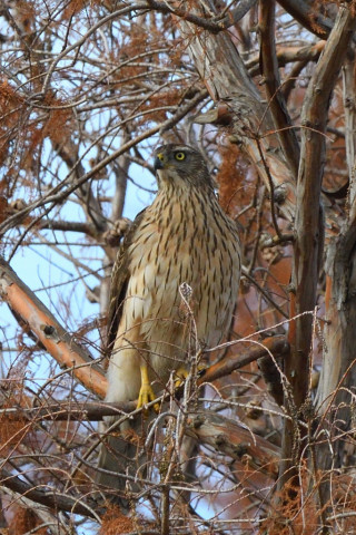 トリミング 2020/12月 SIGMA150-600C+D500 600mm F8 ss1/1250 ISO1000