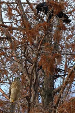 トリミング 2020/12月 SIGMA150-600C+D500 600mm F8 ss1/500 ISO320