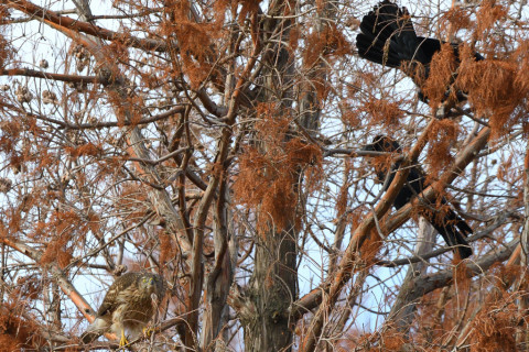 トリミング 2020/12月 SIGMA150-600C+D500 600mm F8 ss1/1250 ISO1000