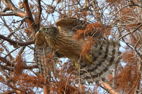 トリミング 2020/12月 SIGMA150-600C+D500 600mm F8 ss1/1250 ISO900 AF-C 25点