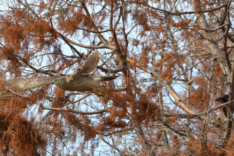 トリミング 2020/12月 SIGMA150-600C+D500 600mm F8 ss1/1250 ISO900 AF-C 25点