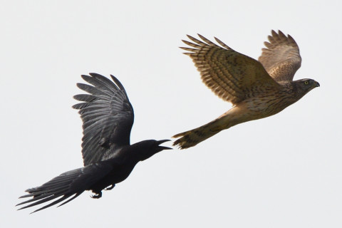 トリミング 2020/12月 SIGMA150-600C+D500 600mm F8 ss1/1250 ISO125 AF-C 25点