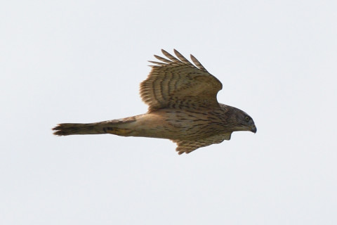 トリミング 2020/12月 SIGMA150-600C+D500 600mm F8 ss1/1250 ISO140 AF-C 25点