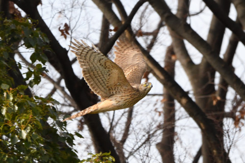 トリミング 2020/12月 SIGMA150-600C+D500 600mm F8 ss1/1250 ISO1600 AF-C 25点