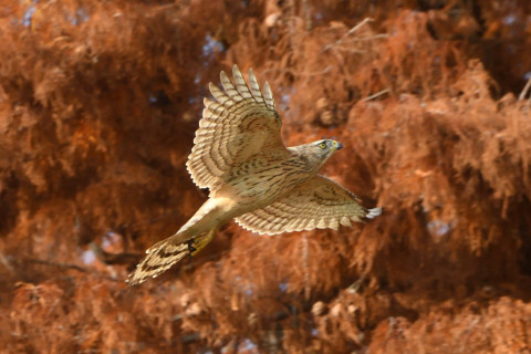 トリミング 2020/12月 SIGMA150-600C+D500 600mm F8 ss1/1250 ISO1800 AF-C 25点