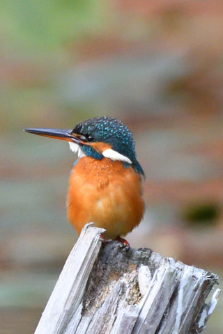 トリミング 2020/12月 SIGMA150-600C+D500 600mm F6.3 ss1/1600 ISO1400